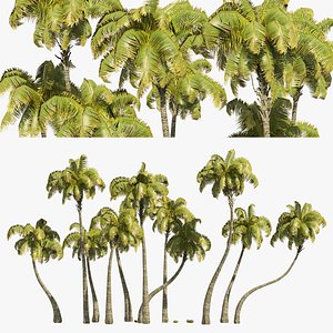 3D Coconut tree beach model