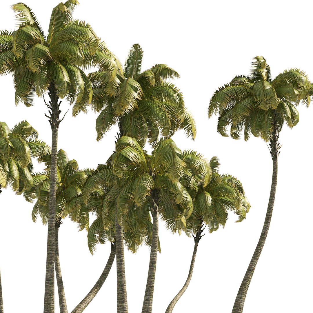 3D Coconut Tree Beach Model - TurboSquid 1917005