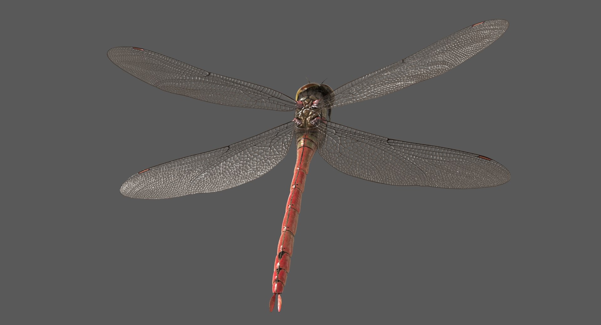 3D dragonfly common darter https://p.turbosquid.com/ts-thumb/pS/IPfQE9/1BZ9XUKZ/dragonfly_commondarter_poses_ornatrix_004/jpg/1537262824/1920x1080/fit_q87/d0b7986cce663fe61d00989fd657ff5e0df71a37/dragonfly_commondarter_poses_ornatrix_004.jpg