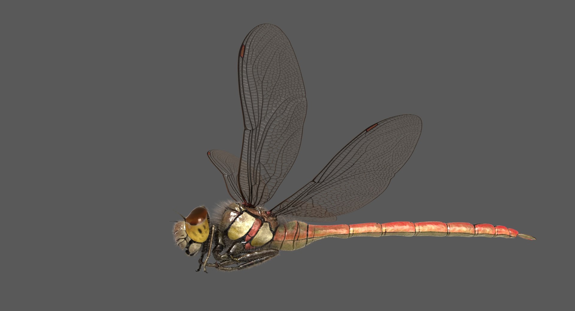 3D dragonfly common darter https://p.turbosquid.com/ts-thumb/pS/IPfQE9/7FCvZTsF/dragonfly_commondarter_poses_ornatrix_005/jpg/1537262824/1920x1080/fit_q87/a7baec30435452806e55c88eba6ead75afc91834/dragonfly_commondarter_poses_ornatrix_005.jpg