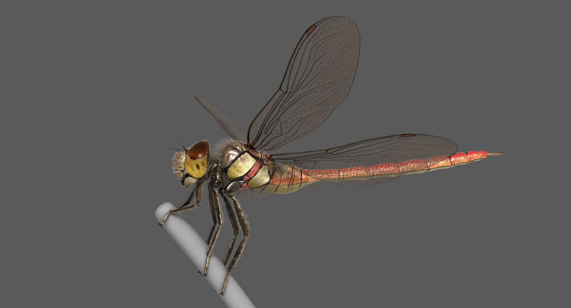 3D dragonfly common darter https://p.turbosquid.com/ts-thumb/pS/IPfQE9/9wUW1231/dragonfly_commondarter_poses_ornatrix_007/jpg/1537262824/1920x1080/fit_q87/321ecb429ec3ee42d21034d3fe815e154ea2991d/dragonfly_commondarter_poses_ornatrix_007.jpg