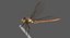 Dragonfly Common Darter