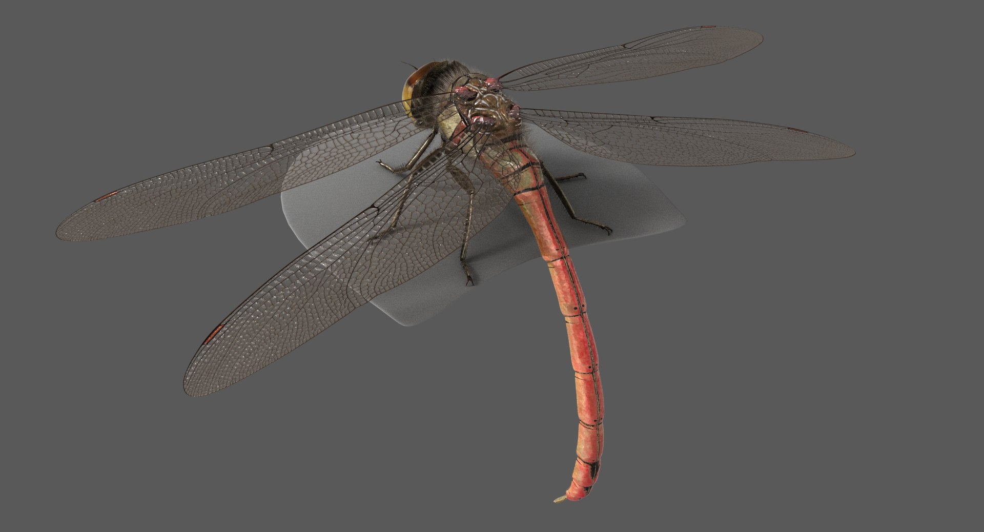 3D dragonfly common darter https://p.turbosquid.com/ts-thumb/pS/IPfQE9/AapIEvKm/dragonfly_commondarter_poses_ornatrix_010/jpg/1537262824/1920x1080/fit_q87/edfe32ea9d6c3e9578f67aa56c27260b0859ee26/dragonfly_commondarter_poses_ornatrix_010.jpg