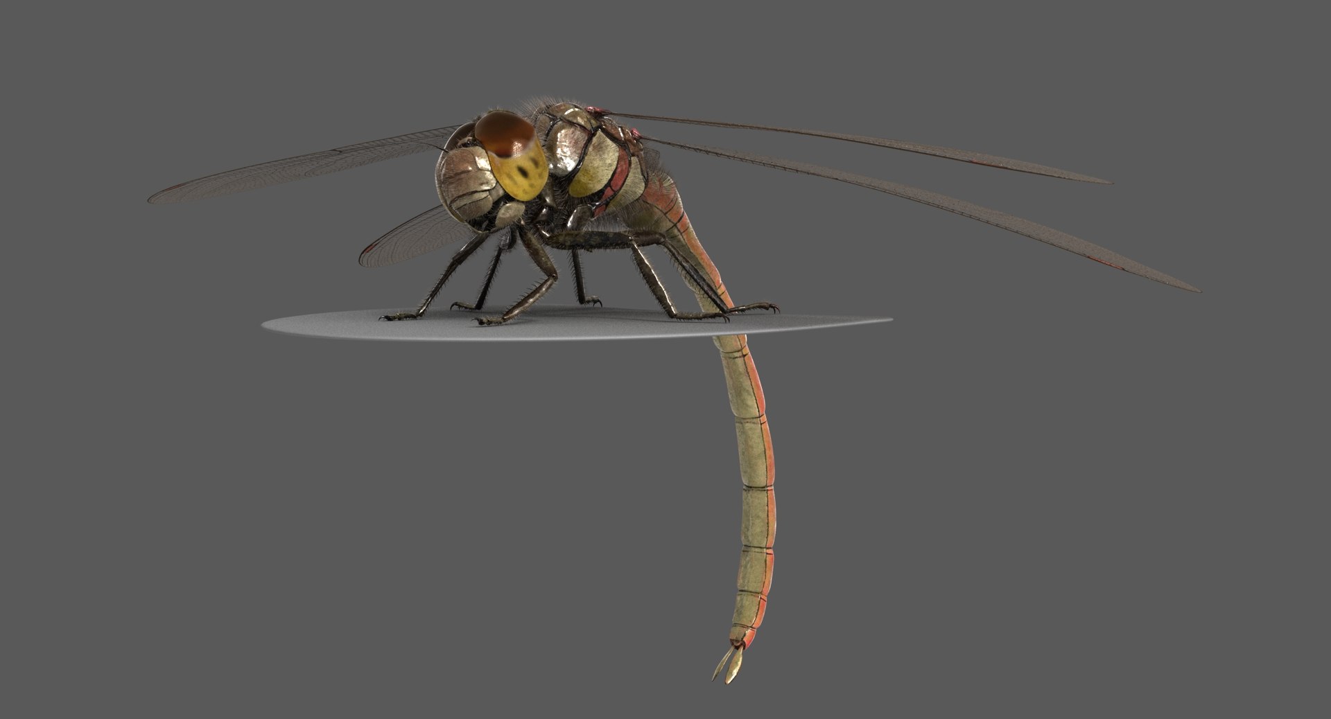 3D dragonfly common darter https://p.turbosquid.com/ts-thumb/pS/IPfQE9/BkF2Co17/dragonfly_commondarter_poses_ornatrix_009/jpg/1537262824/1920x1080/fit_q87/40008d009c18b322a96a658441c06deb21423aac/dragonfly_commondarter_poses_ornatrix_009.jpg