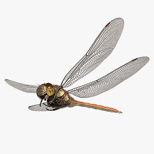 3D dragonfly common darter