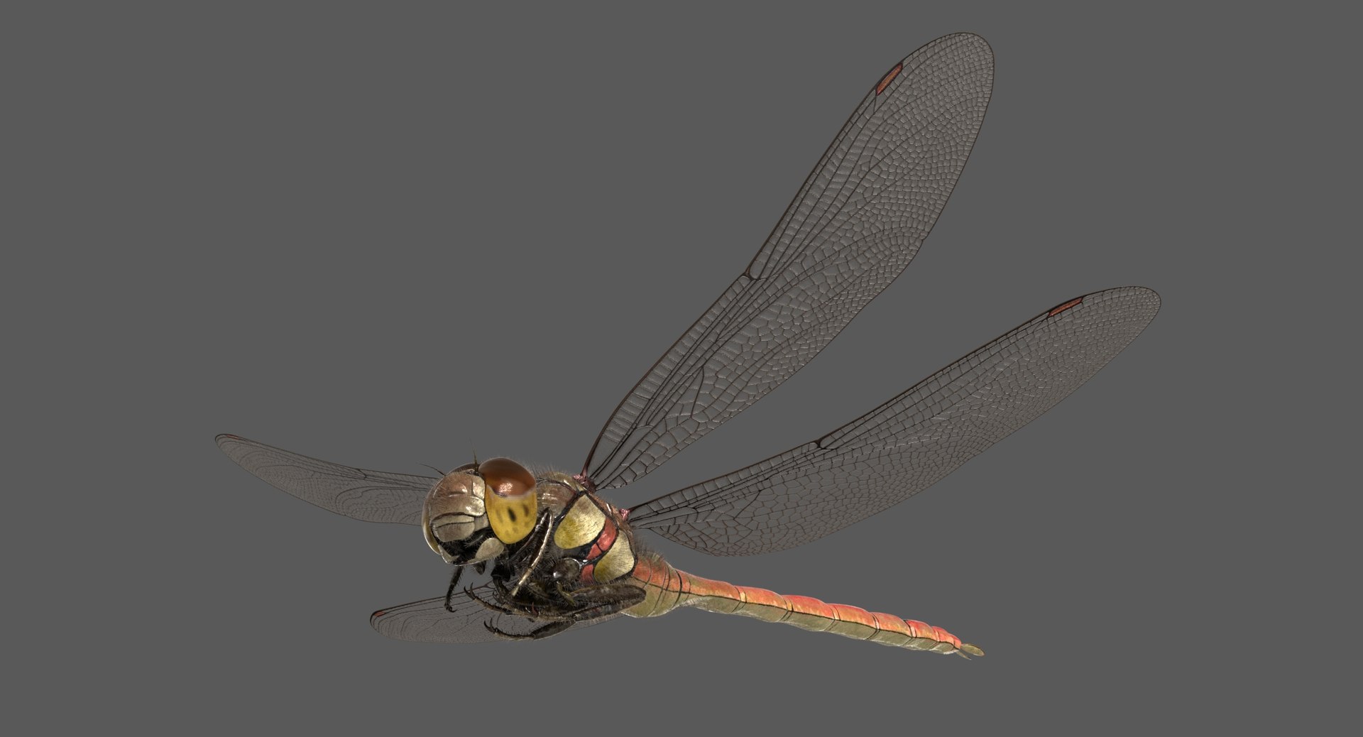 3D dragonfly common darter https://p.turbosquid.com/ts-thumb/pS/IPfQE9/KzNeaoA1/dragonfly_commondarter_poses_ornatrix_001/jpg/1537262824/1920x1080/fit_q87/23a736afd7c751fe65bb42277aa9f9ab602ea9fc/dragonfly_commondarter_poses_ornatrix_001.jpg
