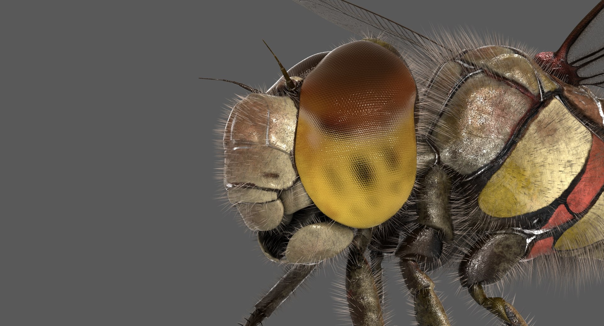 3D dragonfly common darter https://p.turbosquid.com/ts-thumb/pS/IPfQE9/ODQBgw7y/dragonfly_commondarter_poses_ornatrix_011/jpg/1537262824/1920x1080/fit_q87/73c3b6319772e9496c219ee9da45837dd713da49/dragonfly_commondarter_poses_ornatrix_011.jpg