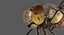 Dragonfly Common Darter