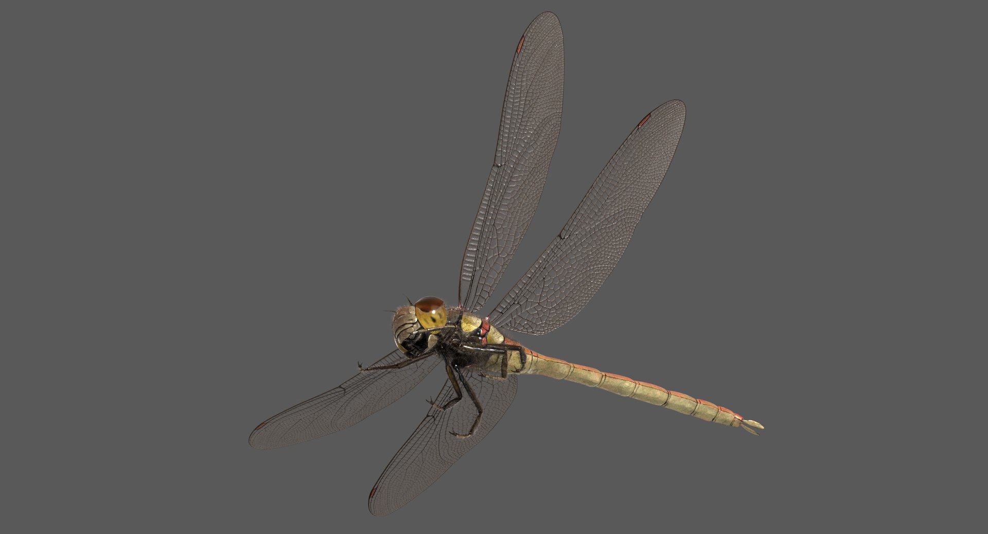 3D dragonfly common darter https://p.turbosquid.com/ts-thumb/pS/IPfQE9/XERjPf6T/dragonfly_commondarter_poses_ornatrix_006/jpg/1537262824/1920x1080/fit_q87/2a3208919eaeac795f096e6434988fdac3cf2f94/dragonfly_commondarter_poses_ornatrix_006.jpg