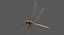 Dragonfly Common Darter