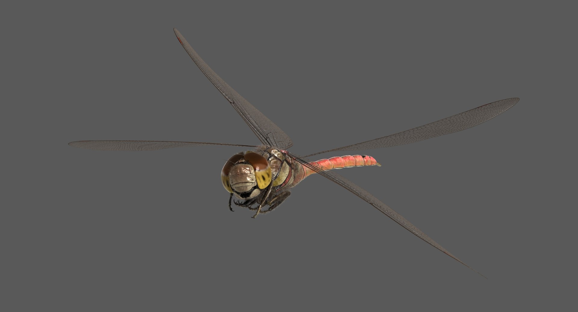 3D dragonfly common darter https://p.turbosquid.com/ts-thumb/pS/IPfQE9/XnCxfvKV/dragonfly_commondarter_poses_ornatrix_003/jpg/1537262824/1920x1080/fit_q87/5bafaf725de5381f46a0d89df8352bff219ae538/dragonfly_commondarter_poses_ornatrix_003.jpg
