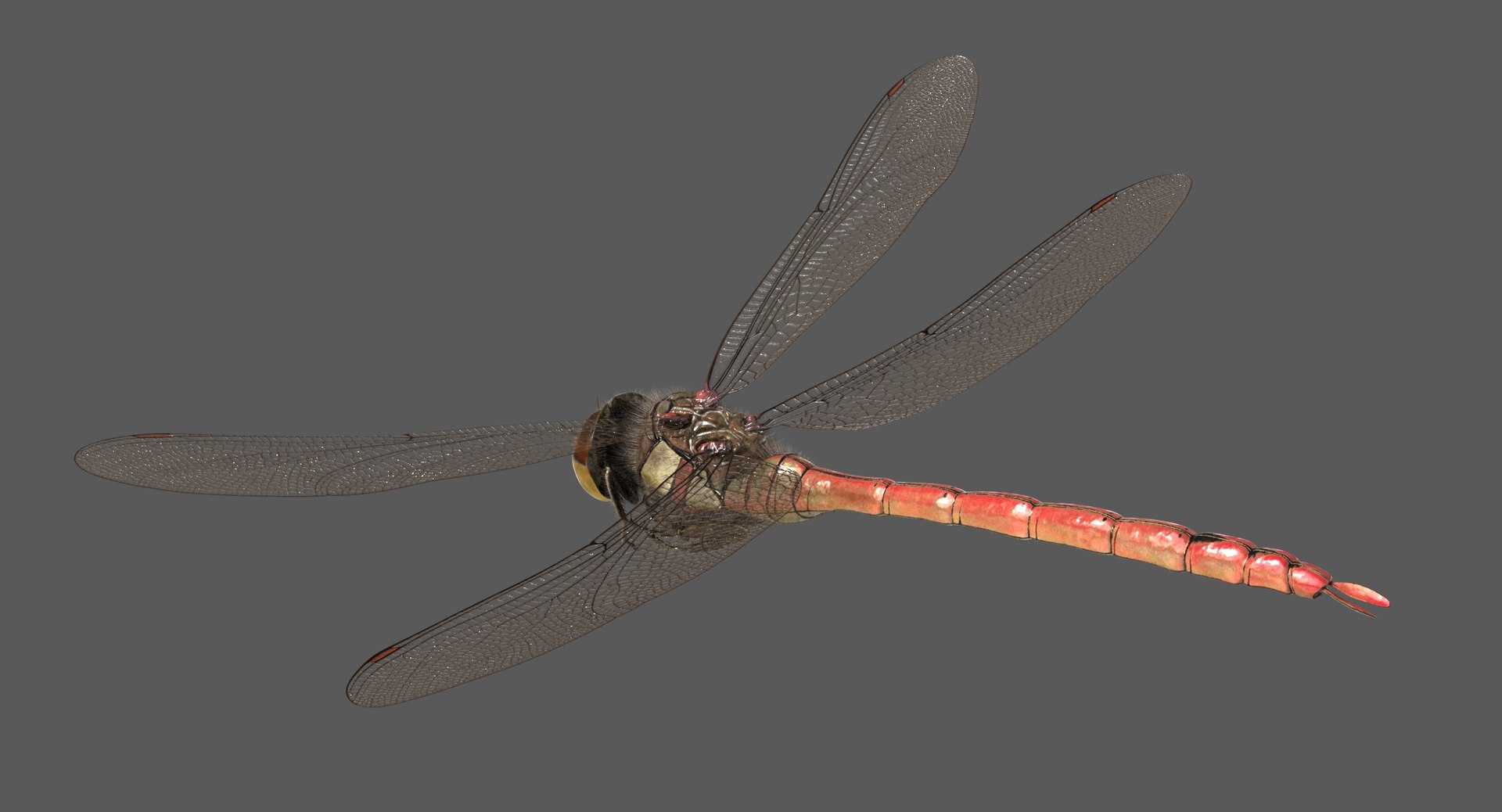 3D dragonfly common darter https://p.turbosquid.com/ts-thumb/pS/IPfQE9/cbuhgq9X/dragonfly_commondarter_poses_ornatrix_002/jpg/1537262824/1920x1080/fit_q87/e77ef69b71e9a4067955f4f384db000a41c1af9a/dragonfly_commondarter_poses_ornatrix_002.jpg