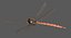 Dragonfly Common Darter
