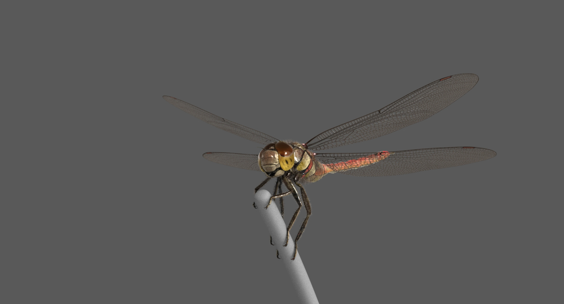 3D dragonfly common darter https://p.turbosquid.com/ts-thumb/pS/IPfQE9/fX2VZ8LR/dragonfly_commondarter_rot1/jpg/1537368139/1920x1080/turn_fit_q99/b8a6ecf65b950114a8c2c6882e95f03505399792/dragonfly_commondarter_rot1-1.jpg