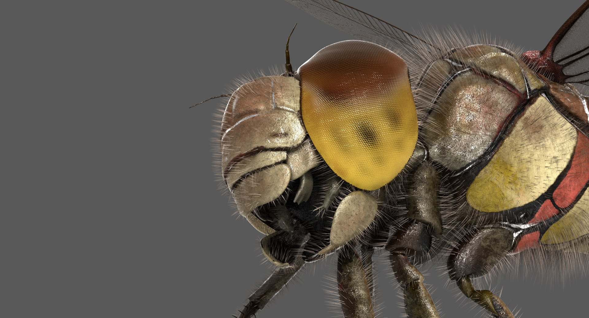 3D dragonfly common darter https://p.turbosquid.com/ts-thumb/pS/IPfQE9/jYDzBJb4/dragonfly_commondarter_poses_ornatrix_012/jpg/1537262824/1920x1080/fit_q87/56b1fa4d83055e5c489e3885e01008e7ad57a7c6/dragonfly_commondarter_poses_ornatrix_012.jpg