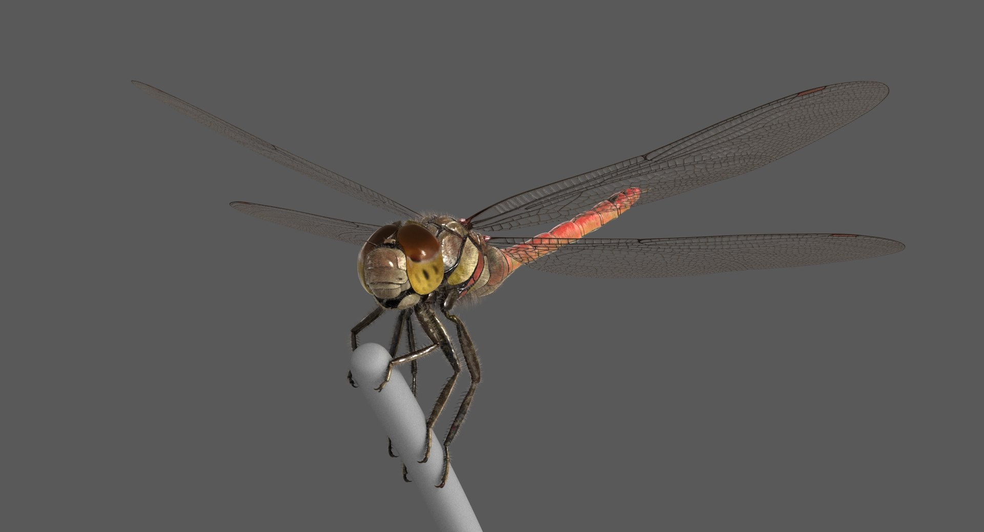 3D dragonfly common darter https://p.turbosquid.com/ts-thumb/pS/IPfQE9/zSrGT7TN/dragonfly_commondarter_poses_ornatrix_008/jpg/1537262824/1920x1080/fit_q87/c341dd0969953911e4cf4deb2e6a6b984d2fe95c/dragonfly_commondarter_poses_ornatrix_008.jpg