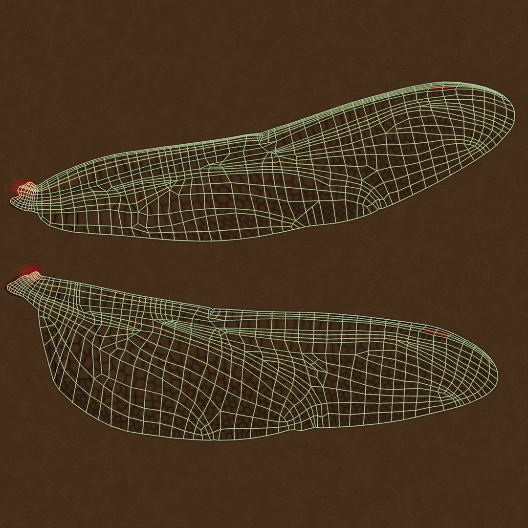 3D dragonfly common darter https://p.turbosquid.com/ts-thumb/pS/IPfQE9/zVcD3HnZ/wings_uv/jpg/1537360266/1920x1080/fit_q87/5fa1120a03cc220a1cf7c4e393dfee7b365adad6/wings_uv.jpg