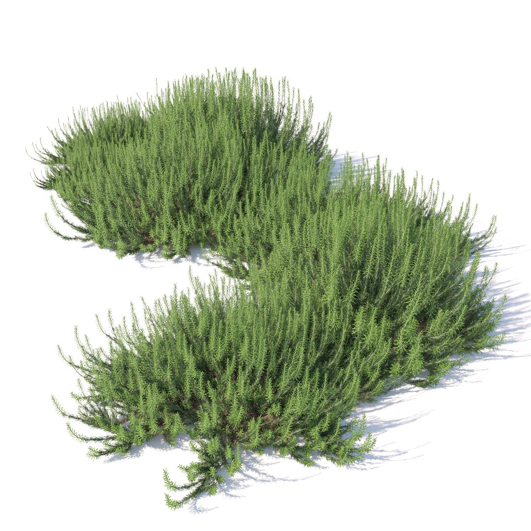 3D model Rosemary bush https://p.turbosquid.com/ts-thumb/pS/Qn9NF4/5T/preview3asdty/jpg/1751266071/1920x1080/fit_q87/ce76a674ff0d6e2b1ee2084ccf3574042e4bfda3/preview3asdty.jpg