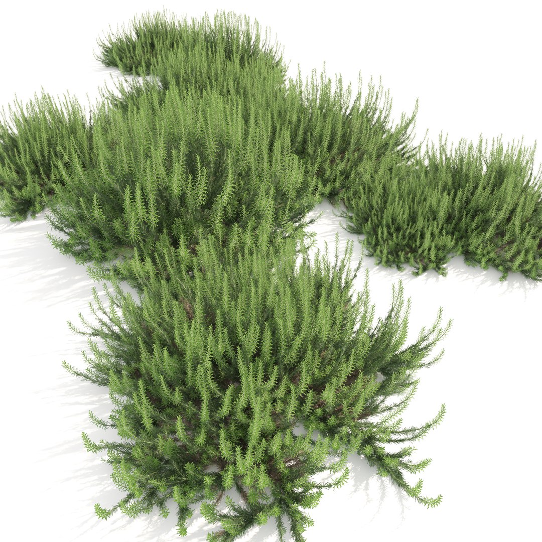 3D model Rosemary bush https://p.turbosquid.com/ts-thumb/pS/Qn9NF4/Cg/preview5asdty/jpg/1751266076/1920x1080/fit_q87/8c701bcee57a62df91ac32ed81222884ba256bc5/preview5asdty.jpg