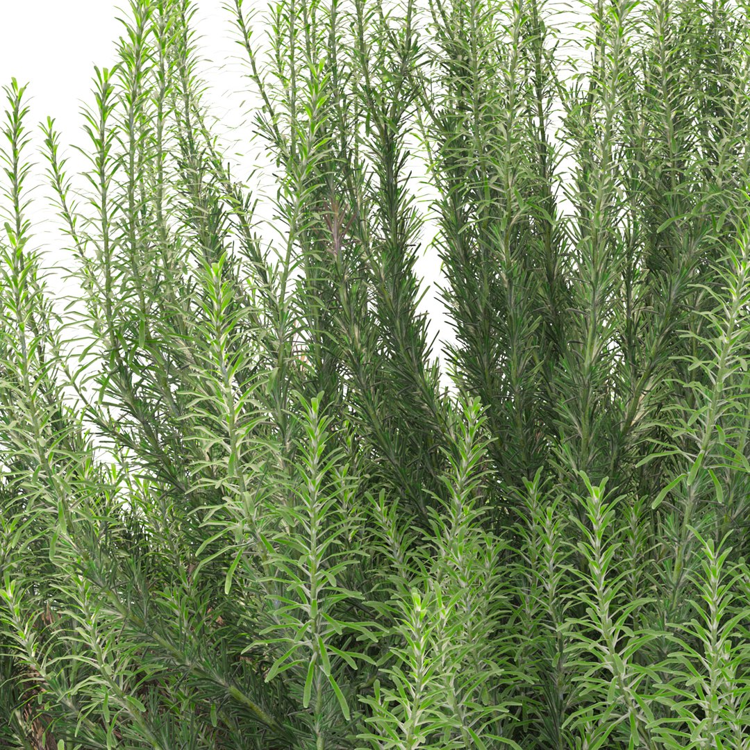 3D model Rosemary bush https://p.turbosquid.com/ts-thumb/pS/Qn9NF4/Ks/preview6asdty/jpg/1751266074/1920x1080/fit_q87/c8de454988c6313722dde9689a98e9e65d550d0d/preview6asdty.jpg