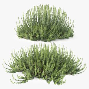 3D model Rosemary bush