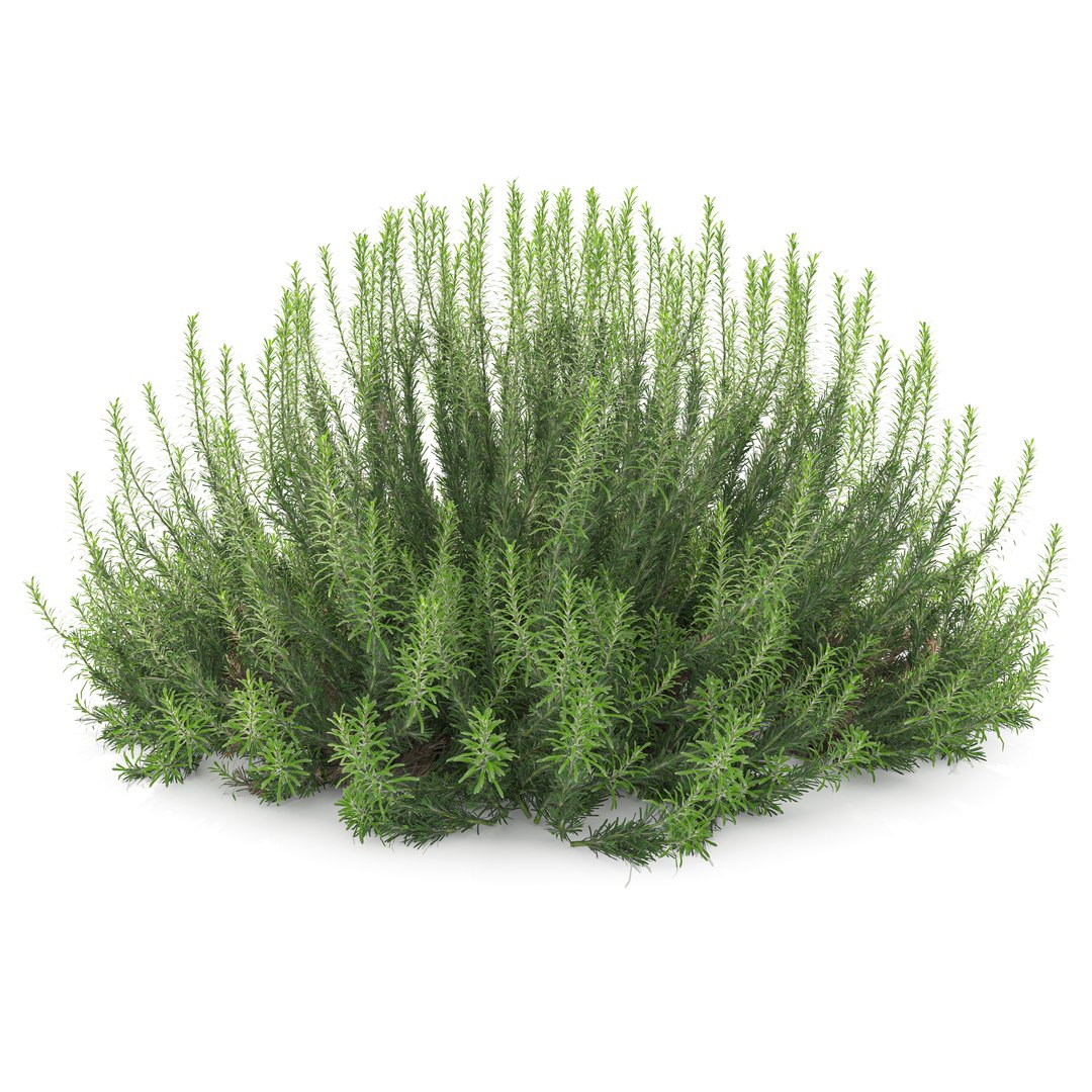 3D model Rosemary bush https://p.turbosquid.com/ts-thumb/pS/Qn9NF4/qR/preview2asdty/jpg/1751266072/1920x1080/fit_q87/b77d5a3d2dcea6860d9bbbcfa30425e656a052a5/preview2asdty.jpg