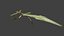 Beetle, young leafbody bug, leaf ghost