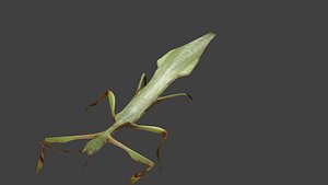 Beetle, young leafbody bug, leaf ghost