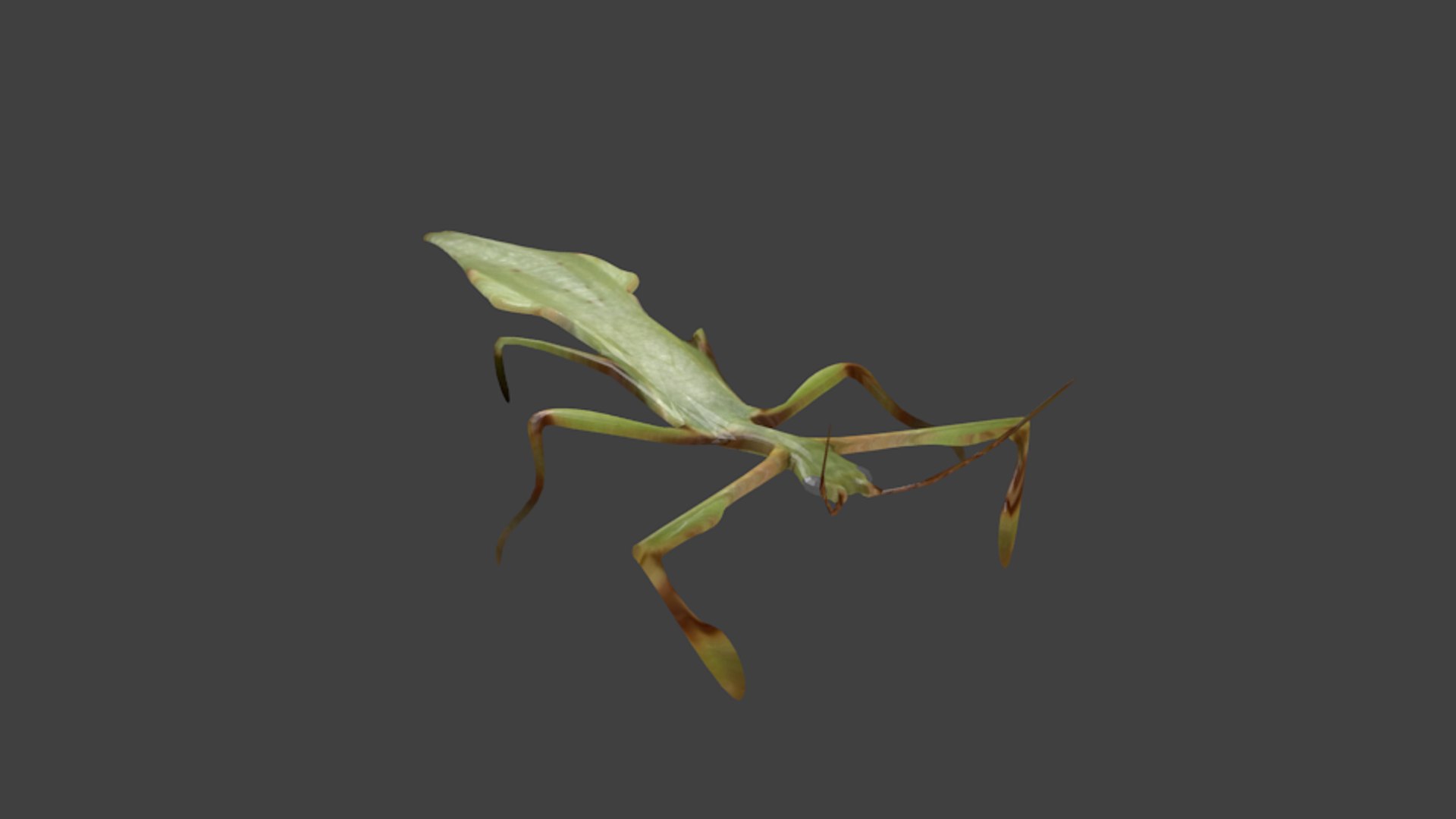 blend beetle leaf https://p.turbosquid.com/ts-thumb/pS/T6eiki/Z5Y5I2f5/untitled5/png/1448477077/1920x1080/fit_q87/9fb842e63f898ddafdb88155995eadbc321ef6bb/untitled5.jpg