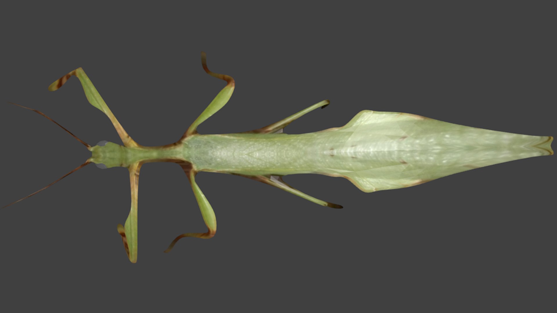 blend beetle leaf https://p.turbosquid.com/ts-thumb/pS/T6eiki/r8BpZOjH/untitled3/png/1448477077/1920x1080/fit_q87/09ee03e06dcc323aa1ef17f06725916ed41517dc/untitled3.jpg