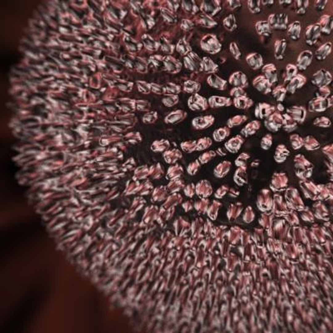 rubella virus max https://p.turbosquid.com/ts-thumb/pS/V1f786/VnXxNsSf/2/jpg/1274277560/1920x1080/fit_q87/0c6e738f9e06f1bb438ac968e171609c0d955dda/2.jpg