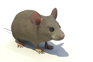 Mouse