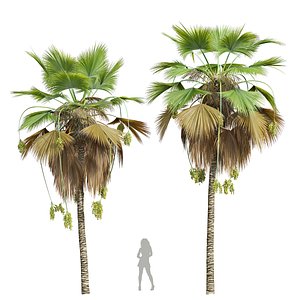 New Plant High detail Pritchardia Pacifica Medium Fruit 3D model