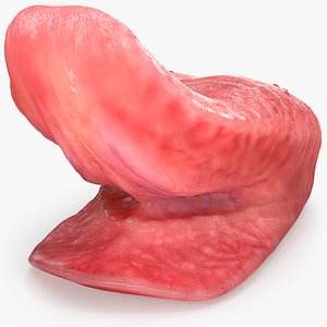 3D model Realistic Human Tongue Rig Maya