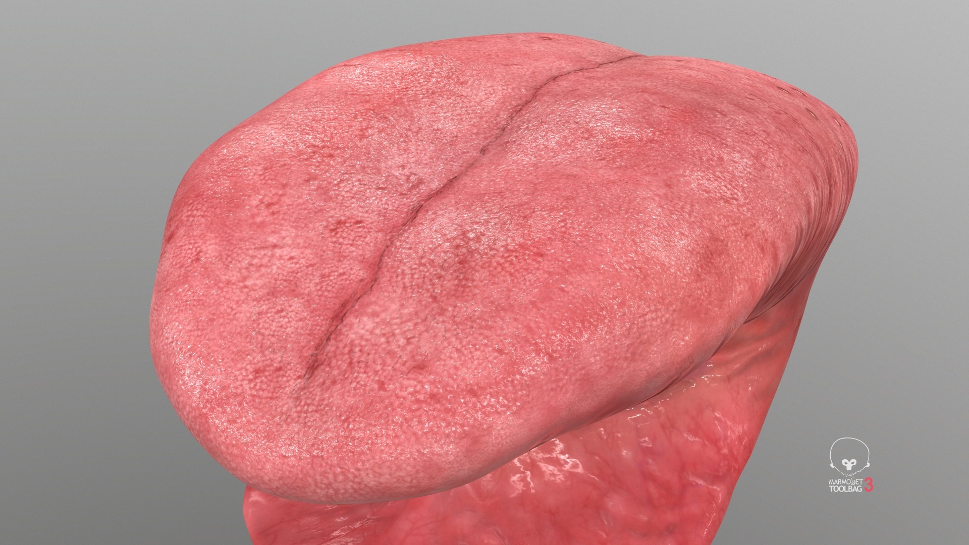 3D model Realistic Human Tongue Rig Maya https://p.turbosquid.com/ts-thumb/pS/chkMz8/Xi/screenshot001/jpg/1651854060/1920x1080/fit_q87/1f9bc26caa880f0004ec8cd94f0c177f499c3eae/screenshot001.jpg