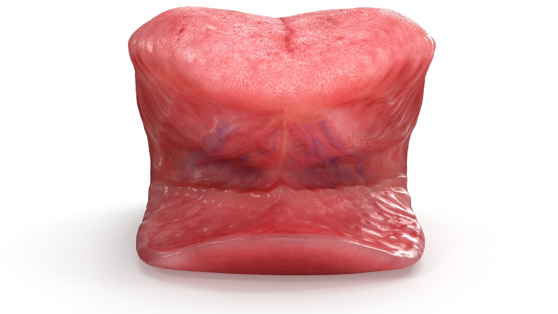 3D model Realistic Human Tongue Rig Maya https://p.turbosquid.com/ts-thumb/pS/chkMz8/g3/realistichumantongue_rendercolor.0014/jpg/1651853683/1920x1080/fit_q87/ad947ae6c4d535f2b03098ea11c6722af3b90123/realistichumantongue_rendercolor.0014.jpg