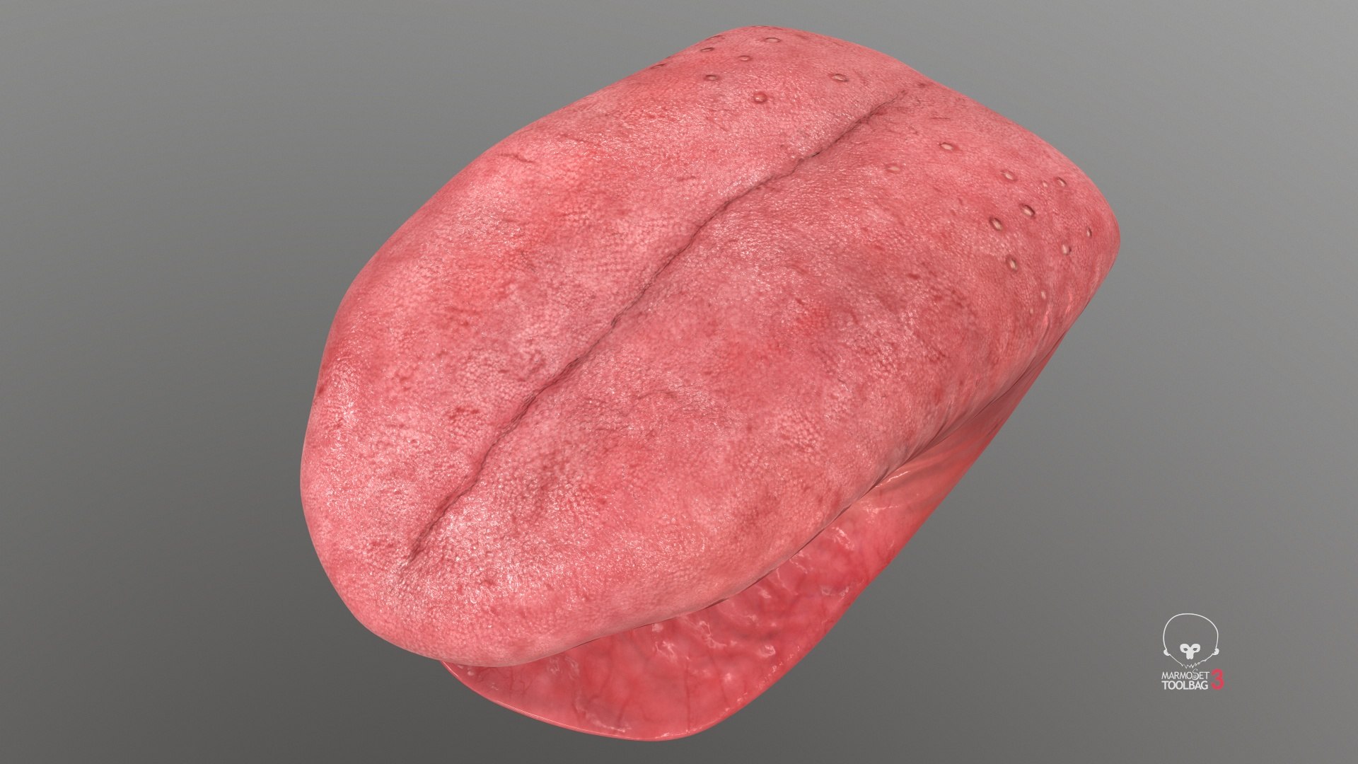 3D model Realistic Human Tongue Rig Maya https://p.turbosquid.com/ts-thumb/pS/chkMz8/k5/screenshot000/jpg/1651854056/1920x1080/fit_q87/aa4d8b3c28ac6028cb3995f52d8ad6af49e10c93/screenshot000.jpg
