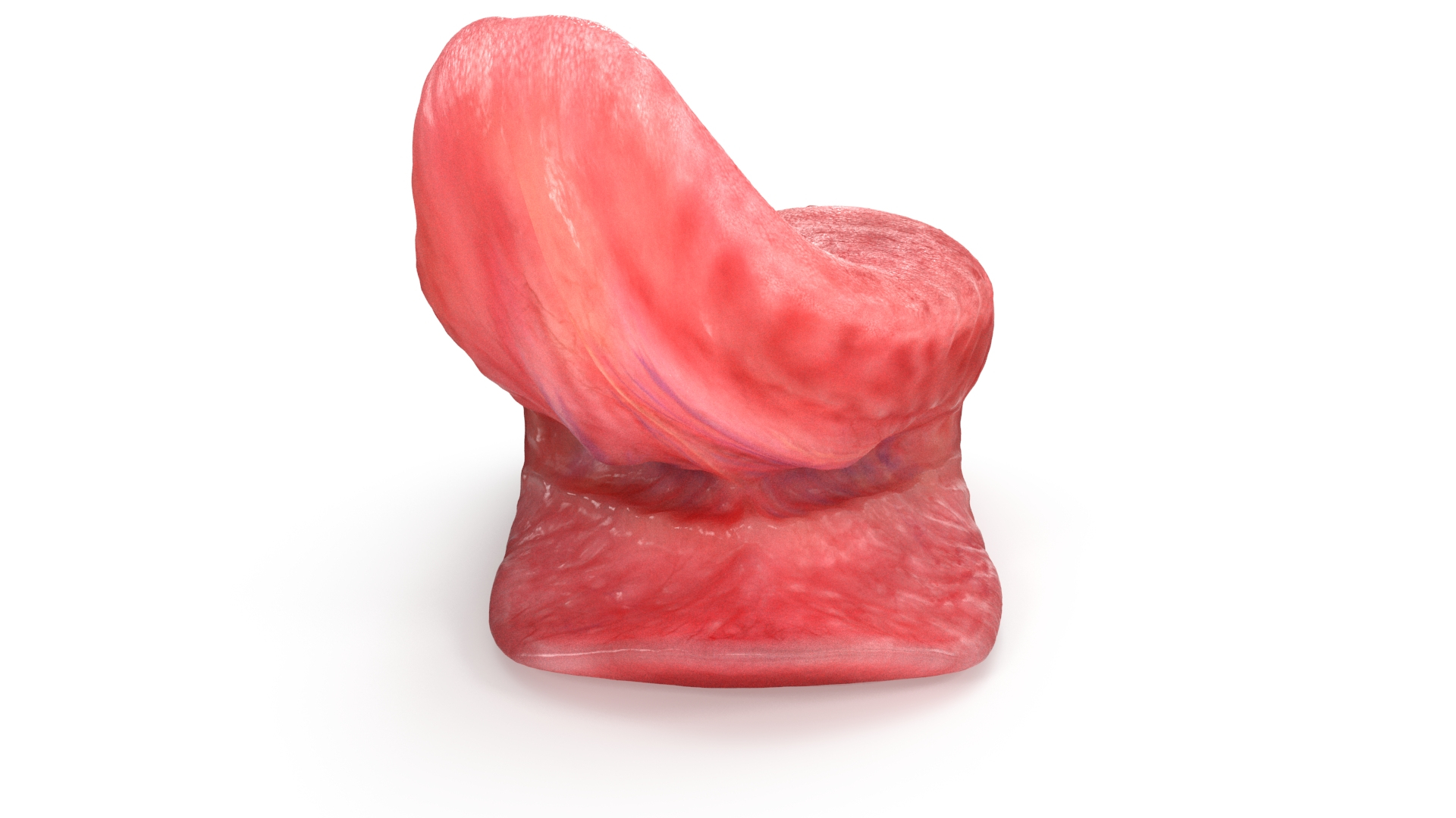 3D model Realistic Human Tongue Rig Maya https://p.turbosquid.com/ts-thumb/pS/chkMz8/wI/realistichumantonguerig_turncolor/jpg/1651853988/1920x1080/turn_fit_q99/04e67044028a7ee60514d5673ae056c1feb651a4/realistichumantonguerig_turncolor-1.jpg