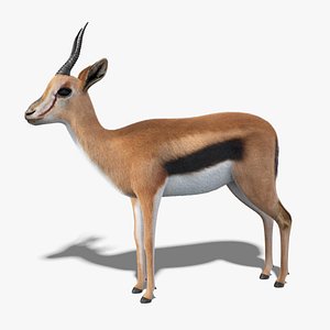 gazelle fur 3D model