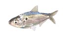 Threadfin Shad fish
