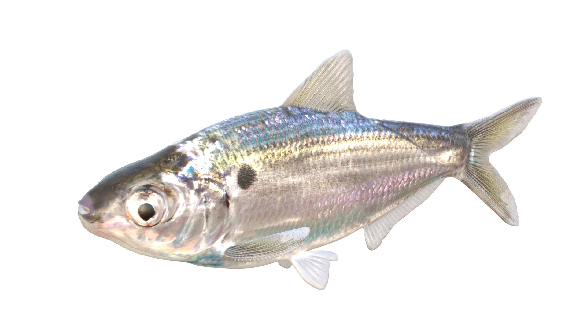 3D 50 Fish Sea Creatures Collection https://p.turbosquid.com/ts-thumb/pT/4rCdo6/9e/1/jpg/1768031543/1920x1080/fit_q87/b6c8483c33ea9b04400137a04a61c27e7064eae6/1.jpg