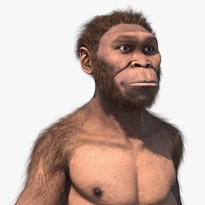 Homo Habilis Fur Rigged 3D model