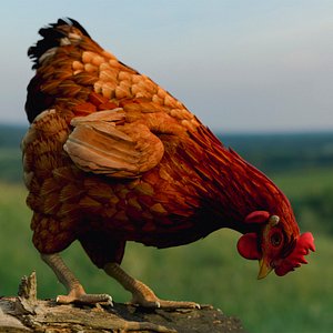 Chicken Look Around Animated Rigged For Blender