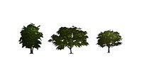Beechwood Trees