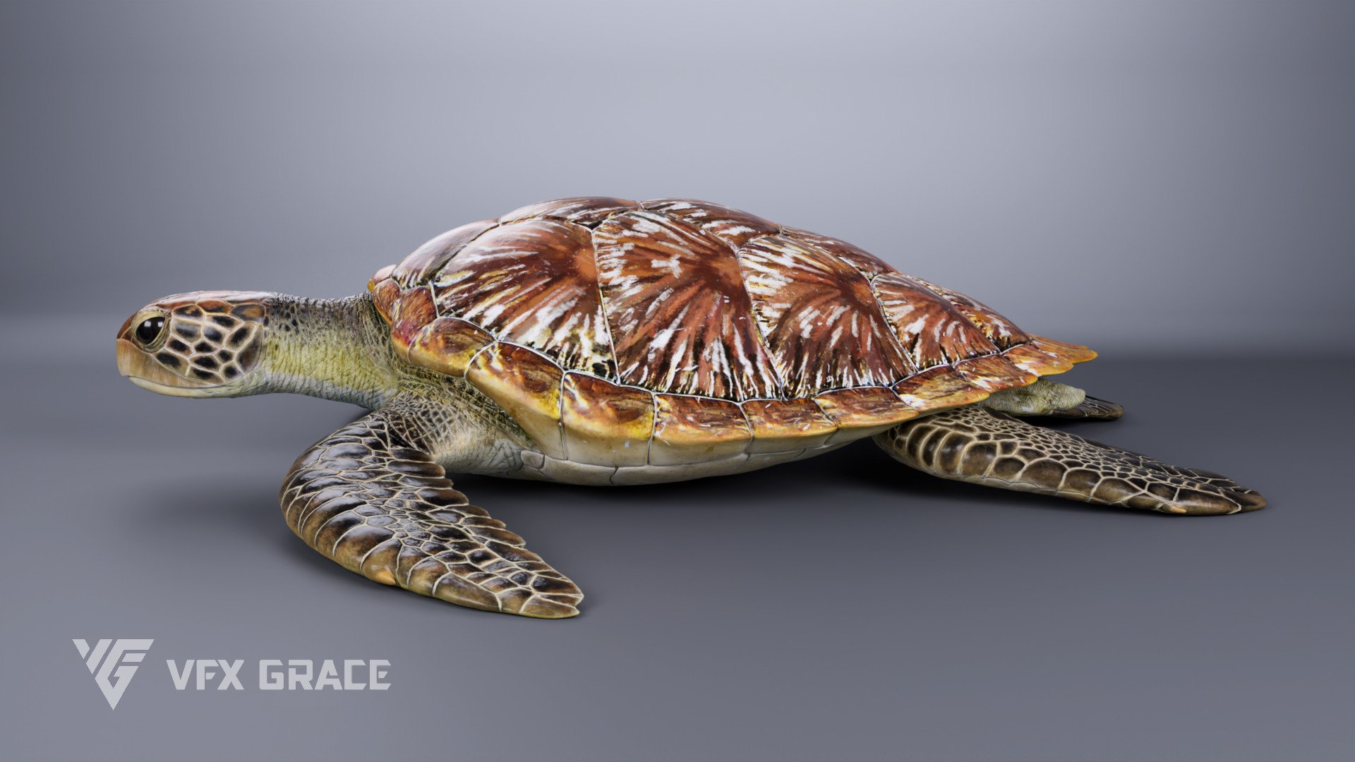 Green Sea Turtle Chelonia Mydas - Rigged  Animated  Maya Arnold model https://p.turbosquid.com/ts-thumb/pT/OQ3uEy/2k/cheloniamydas_effectmap04/jpg/1770564090/1920x1080/fit_q87/caef2625f0c8ceae881049b533f870eed56cd630/cheloniamydas_effectmap04.jpg