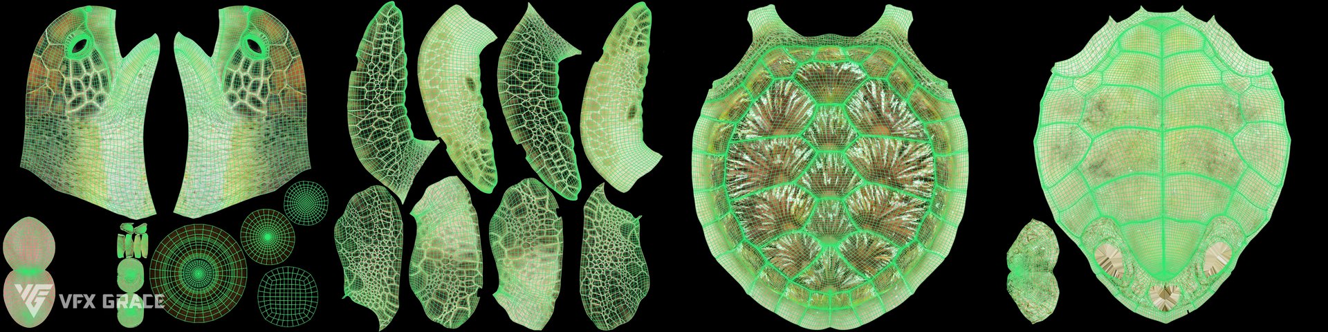 Green Sea Turtle Chelonia Mydas - Rigged  Animated  Maya Arnold model https://p.turbosquid.com/ts-thumb/pT/OQ3uEy/6x/cheloniamydas_uv01/jpg/1770564096/1920x1080/fit_q87/b007f24b709b8dc02744696aaba08753a0b5f76a/cheloniamydas_uv01.jpg