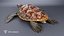 Green Sea Turtle Chelonia Mydas - Rigged  Animated  Maya Arnold