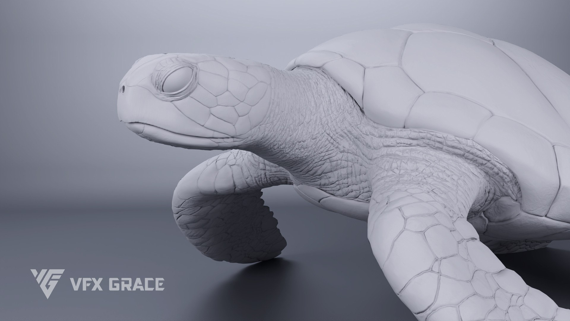 Green Sea Turtle Chelonia Mydas - Rigged  Animated  Maya Arnold model https://p.turbosquid.com/ts-thumb/pT/OQ3uEy/Go/cheloniamydas_graymold03/jpg/1770564093/1920x1080/fit_q87/390745c8ac765fea17a4e1a44552cfa8734a362d/cheloniamydas_graymold03.jpg