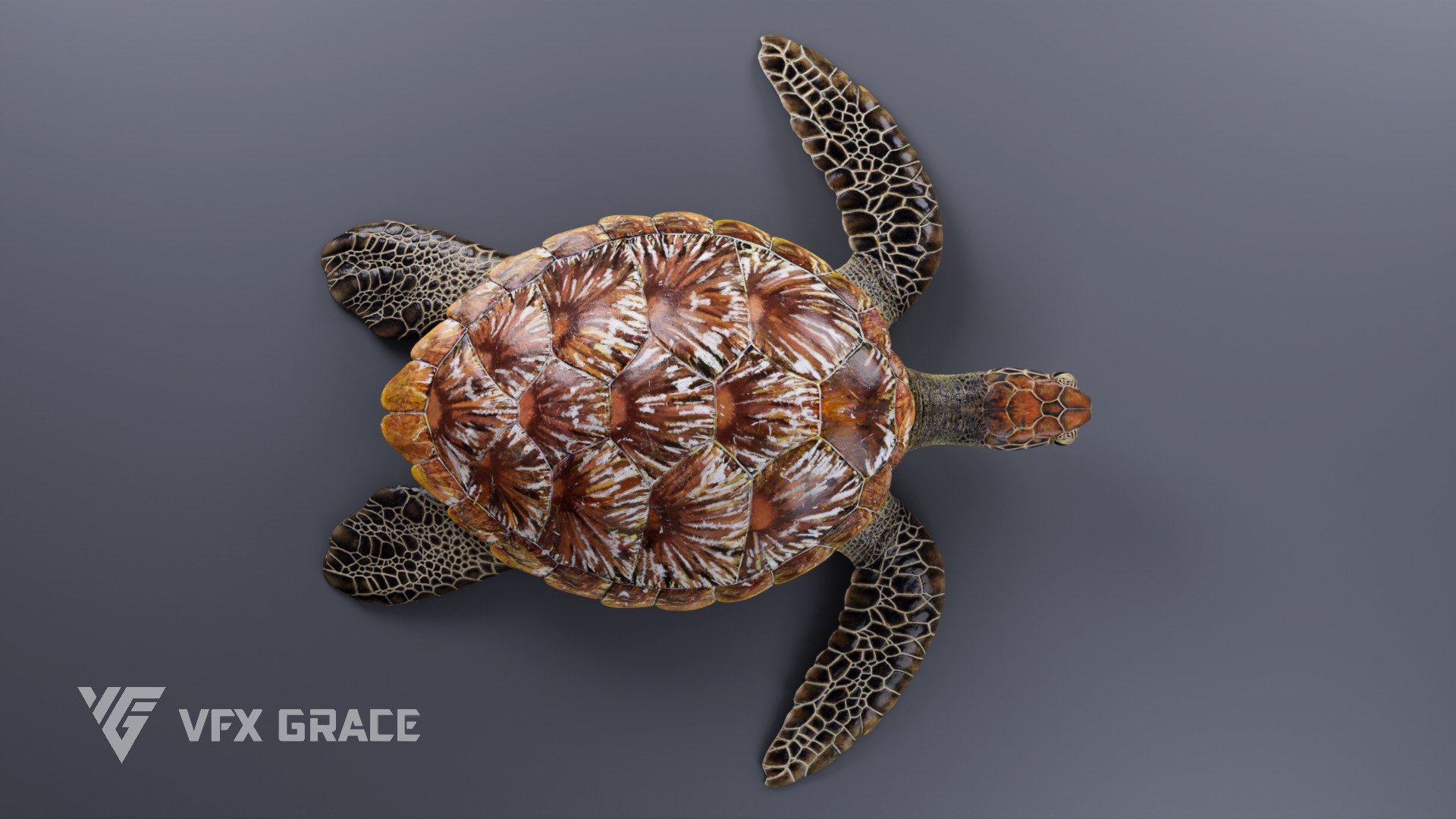 Green Sea Turtle Chelonia Mydas - Rigged  Animated  Maya Arnold model https://p.turbosquid.com/ts-thumb/pT/OQ3uEy/He/cheloniamydas_effectmap07/jpg/1770564092/1920x1080/fit_q87/9bafed70436de917a66c840cdb7ec98b359e41cb/cheloniamydas_effectmap07.jpg