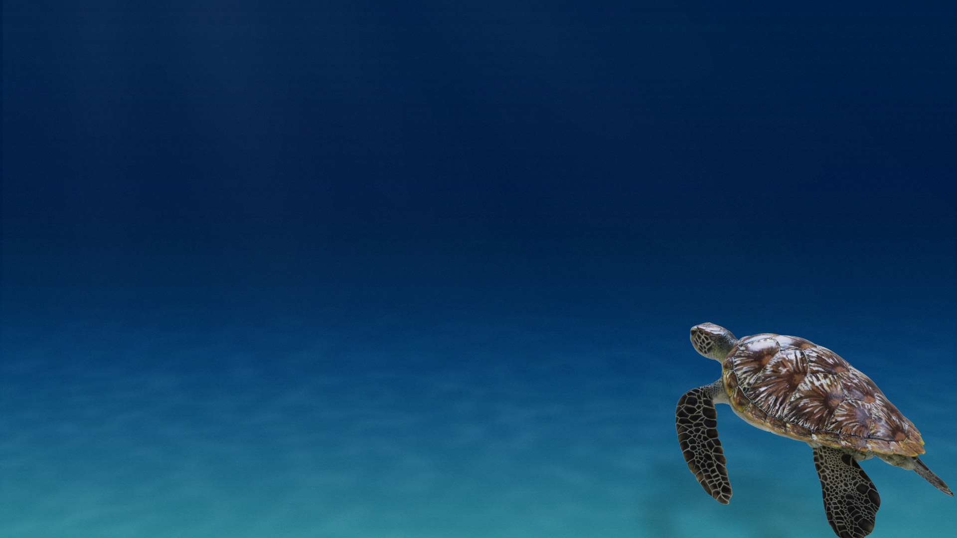 Green Sea Turtle Chelonia Mydas - Rigged  Animated  Maya Arnold model https://p.turbosquid.com/ts-thumb/pT/OQ3uEy/Li/cheloniamydas_swim/jpg/1770564376/1920x1080/turn_fit_q99/d9662566275aa203f6d886bfee2e47afa5e1ee8b/cheloniamydas_swim-1.jpg